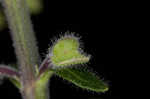 Hairy skullcap